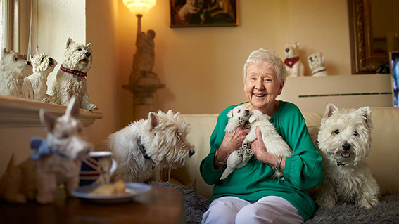 A senior lady is sitting on her couch surrounded by West Highland White Terrier paraphernalia. She is holding two West Highland White Terrier puppies and has an adult West Highland White Terriers on either side of her. She is smiling at the camera